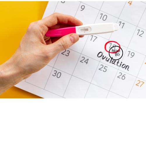 Ovulation calendar showing the fertile window for women trying to conceive